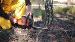 Best Lawn Renovation and Restoration  in Hauppauge, NY