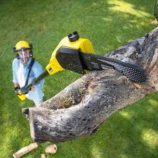 Professional Tree Care in Hauppauge, NY