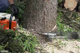 Tree and Shrub Care in Hauppauge, NY