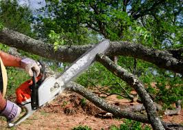 Best Tree Health Inspection  in Hauppauge, NY