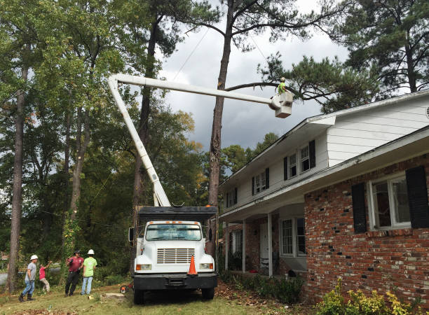 Best Tree Preservation Services  in Hauppauge, NY
