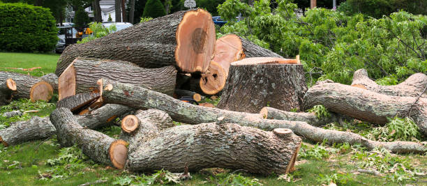 How Our Tree Care Process Works  in  Hauppauge, NY