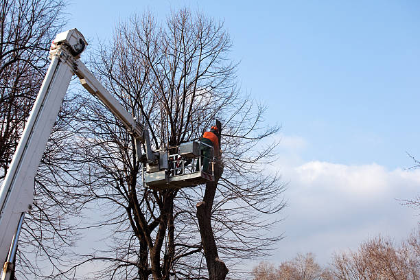 Best Tree Removal  in Hauppauge, NY