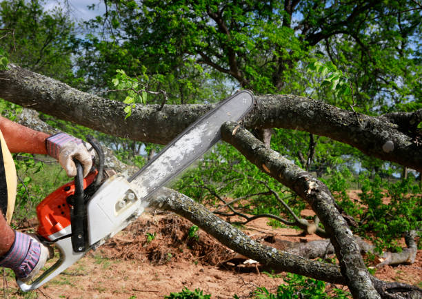 Best Commercial Tree Services  in Hauppauge, NY